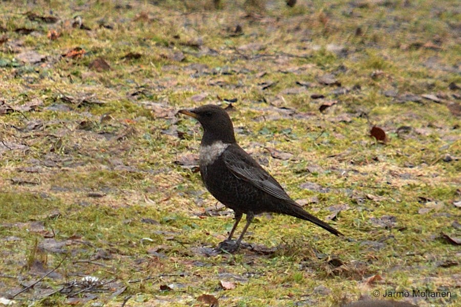 Ring Ouzel - Jarmo Moilanen