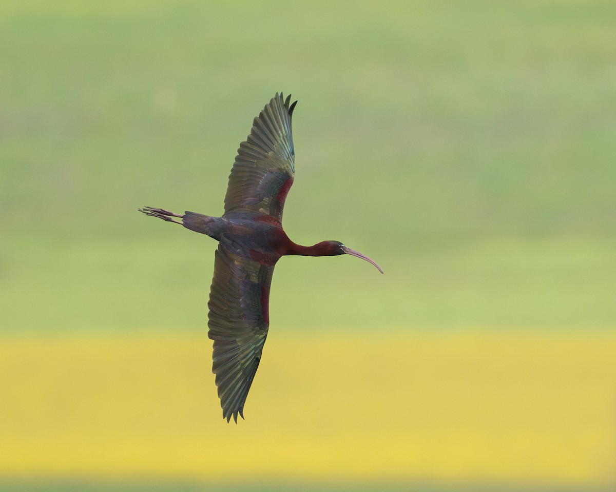 Glossy Ibis - ML618322046