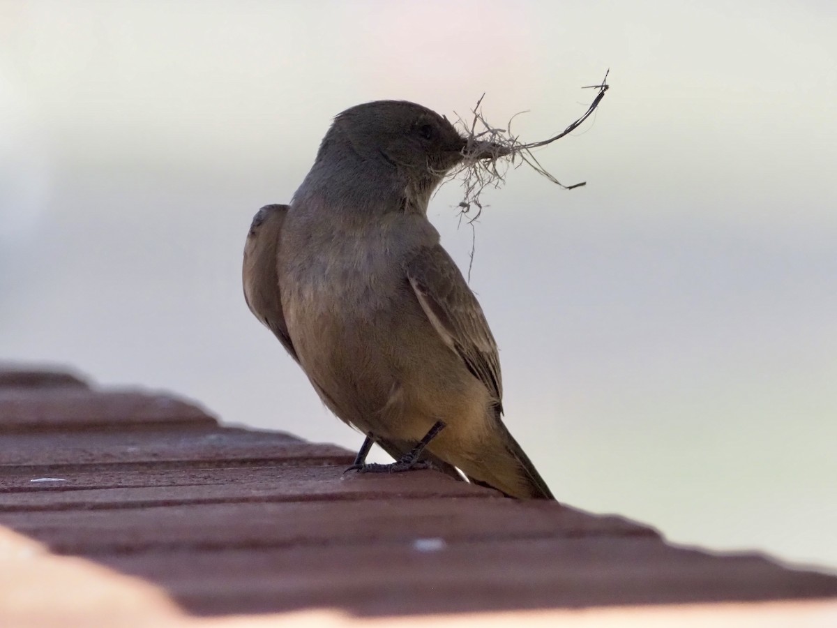 Say's Phoebe - ML618322065