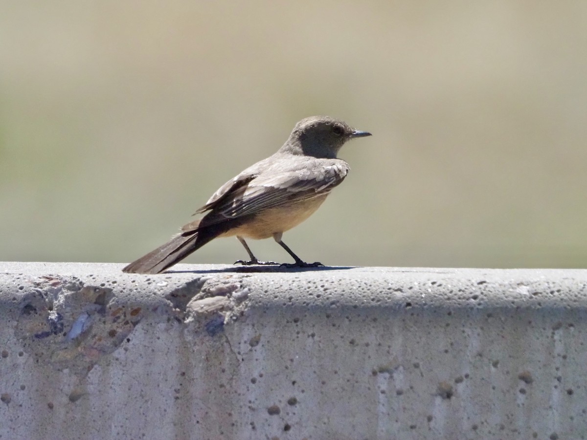 Say's Phoebe - ML618322066
