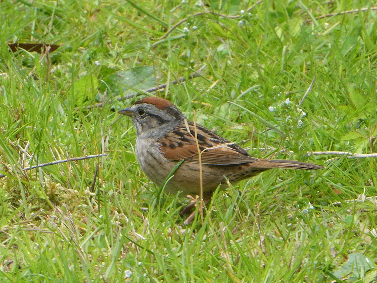 Swamp Sparrow - Carol Brand
