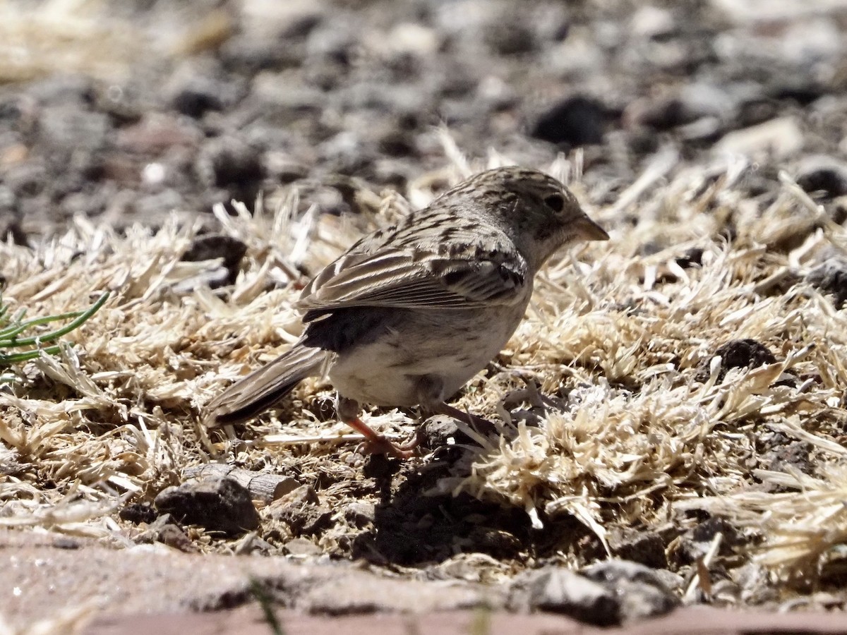 Brewer's Sparrow - ML618322087