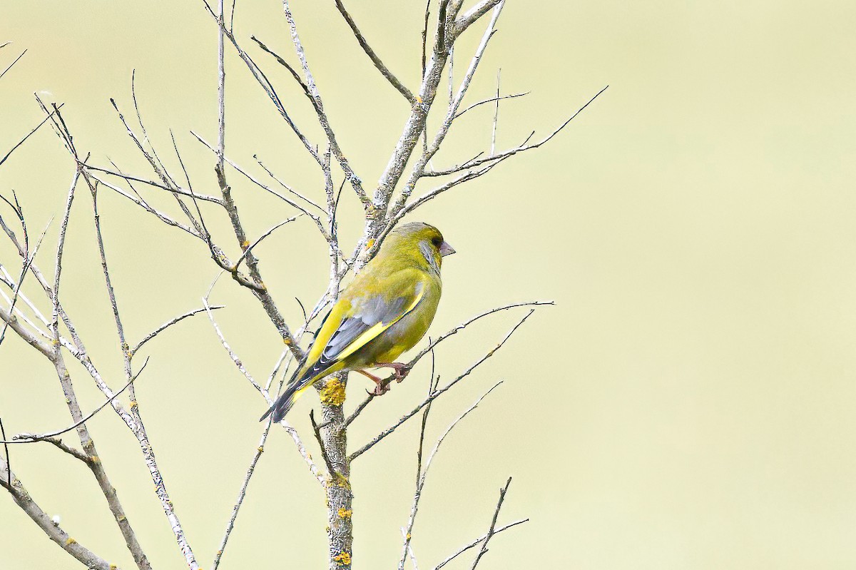 European Greenfinch - ML618322092