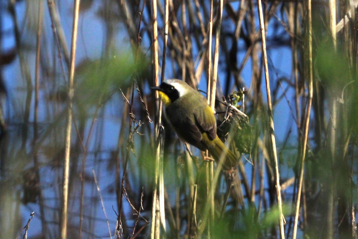 Paruline masquée - ML618322093