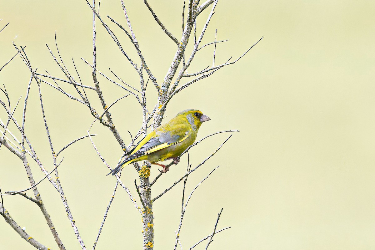 European Greenfinch - ML618322097