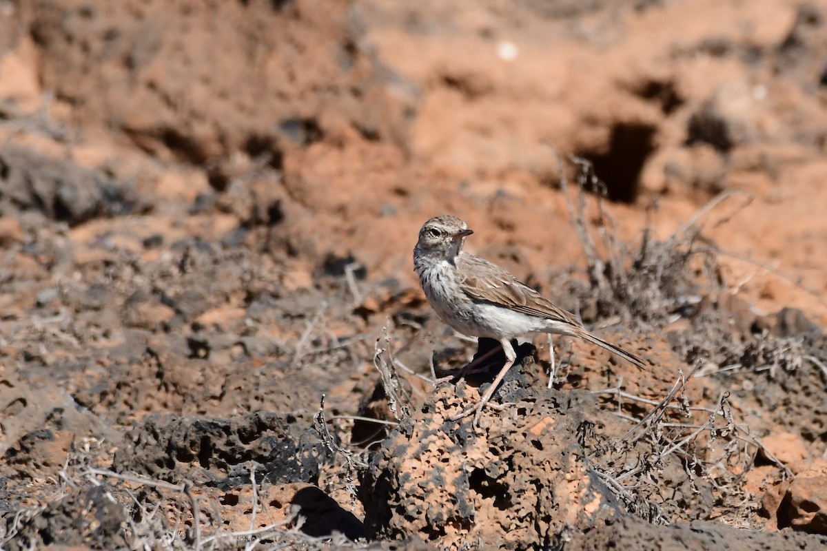 Berthelot's Pipit - ML618322101