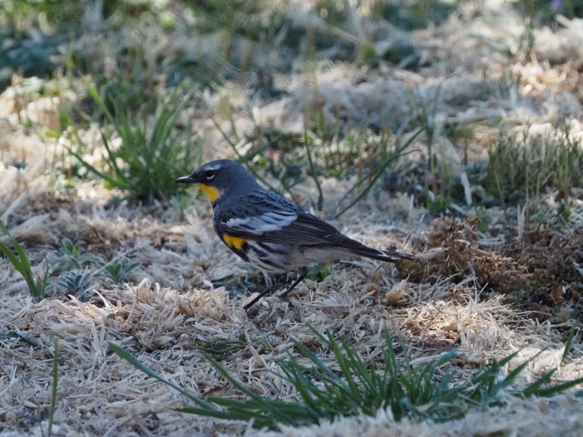 Yellow-rumped Warbler - ML618322104