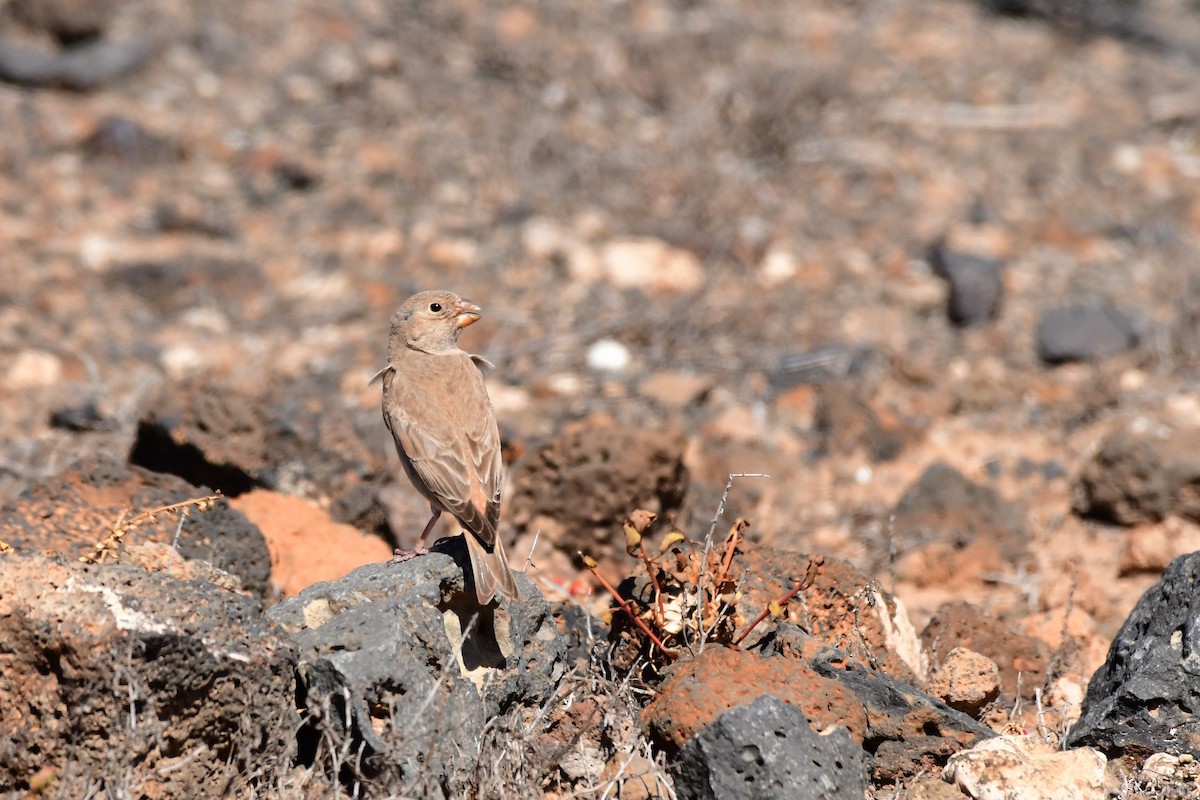 Trumpeter Finch - ML618322106