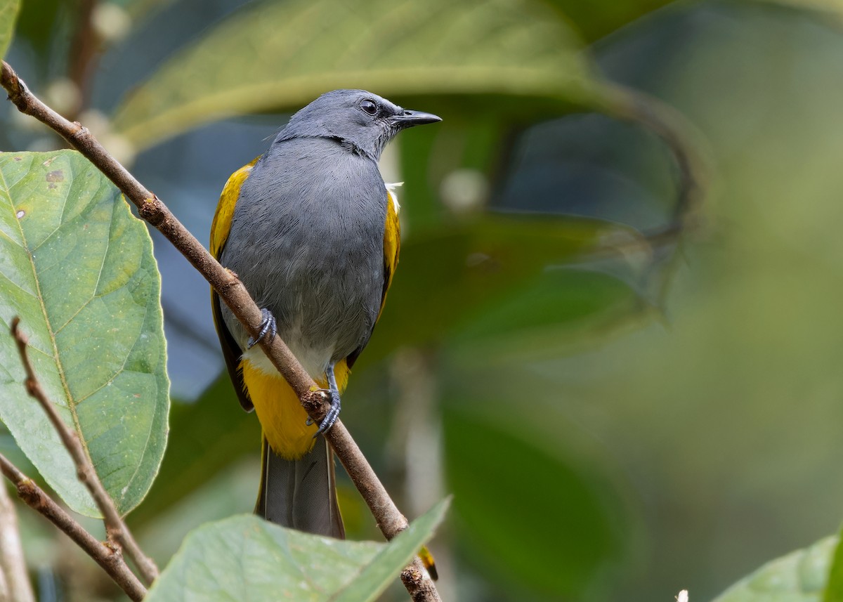 Gray-bellied Bulbul - ML618322179