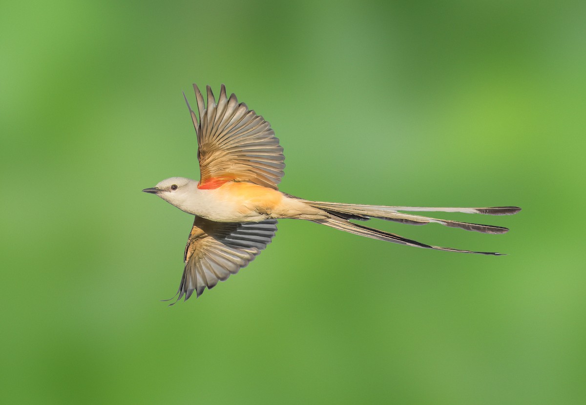 Scissor-tailed Flycatcher - Pramod Prabhu