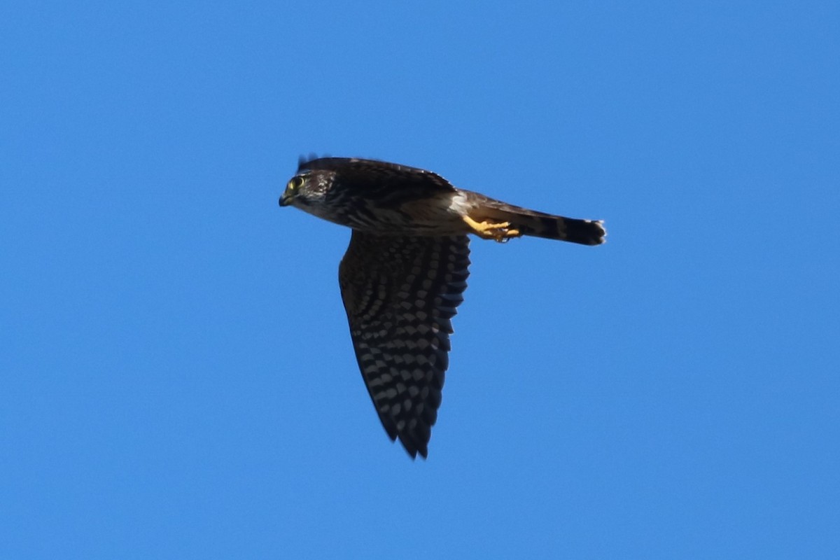 Merlin (columbarius) - ML618322201