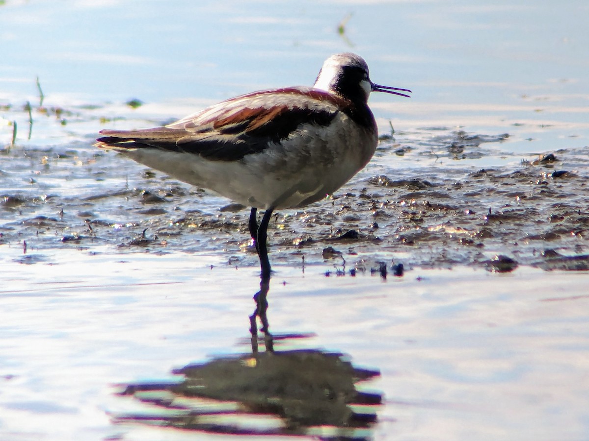 Wilson's Phalarope - ML618322221