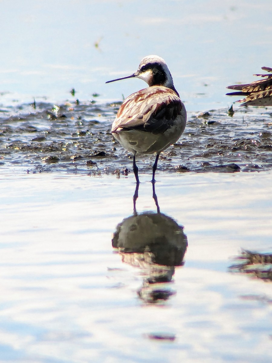 Wilson's Phalarope - ML618322222