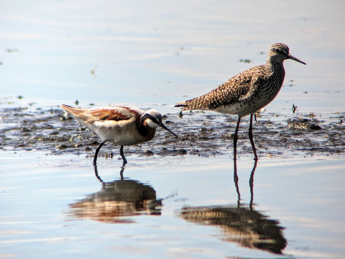 Wilson's Phalarope - ML618322223