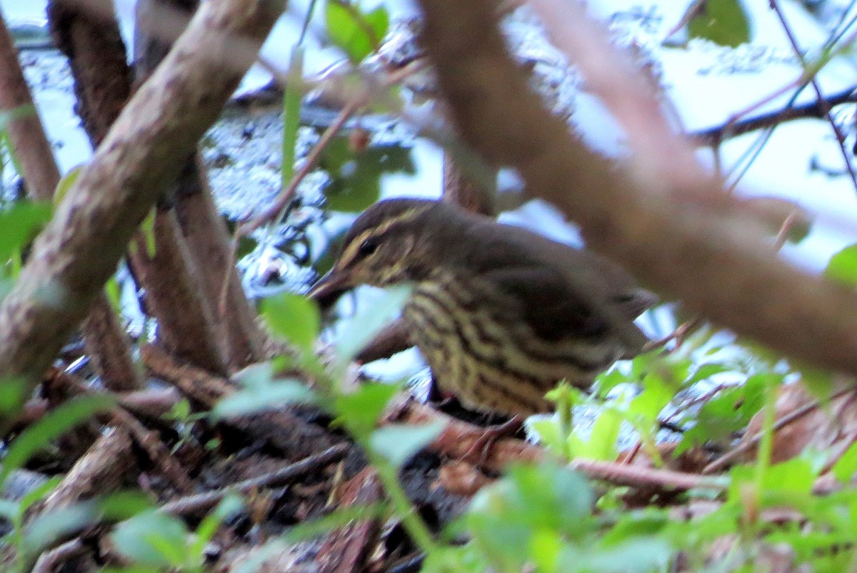 Northern Waterthrush - ML618322227