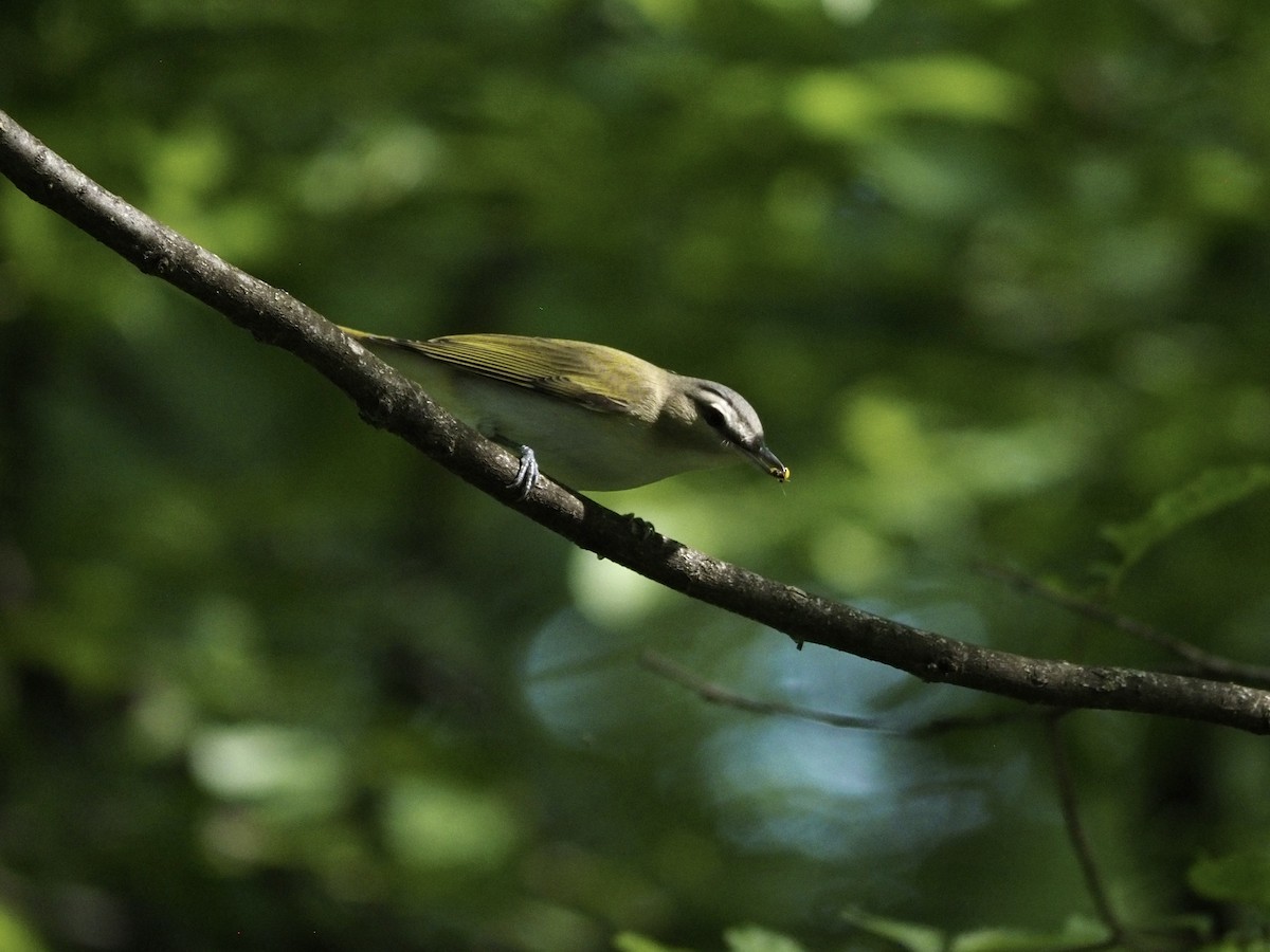 Red-eyed Vireo - Tyler Nahlik