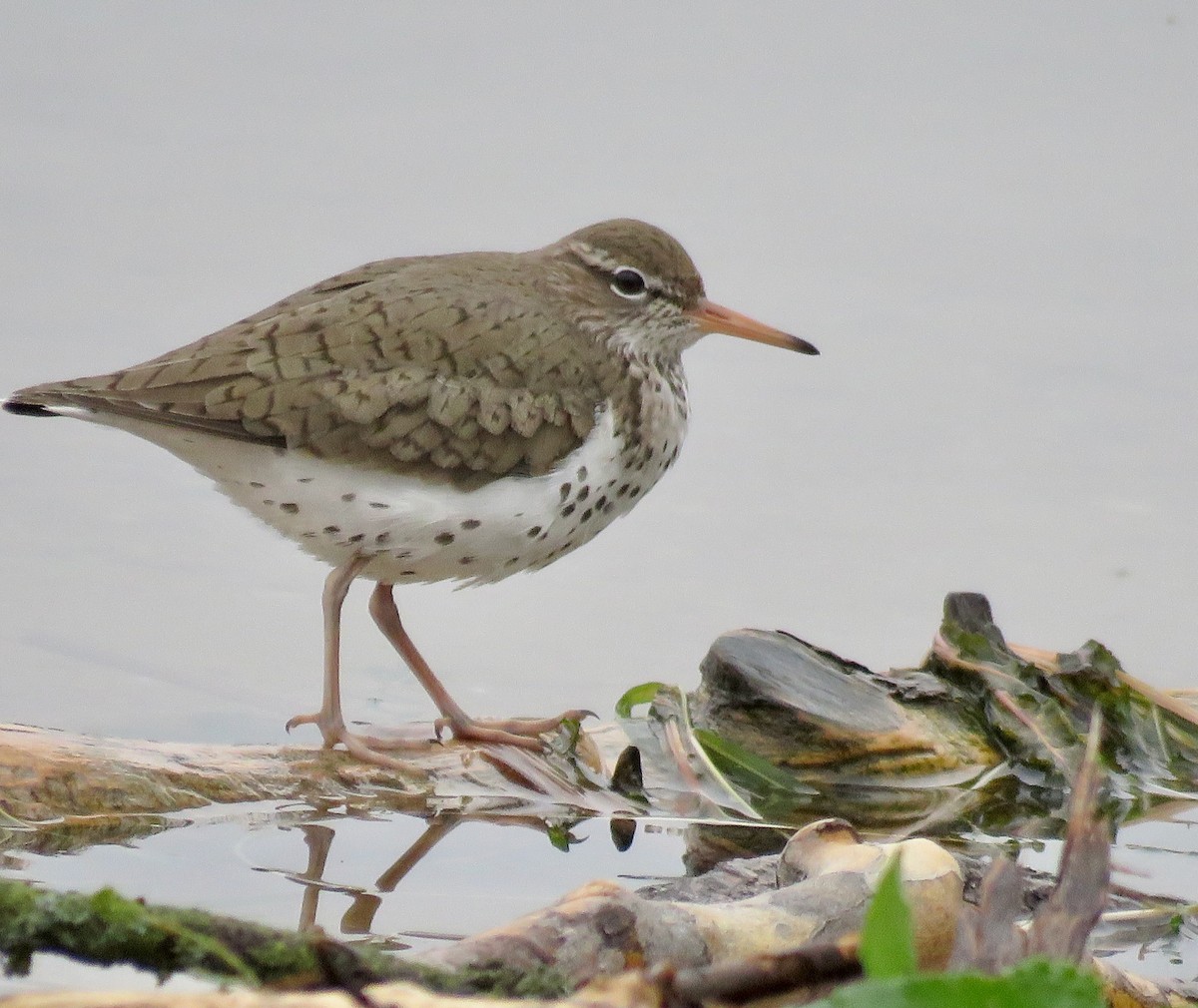 Spotted Sandpiper - ML618322239