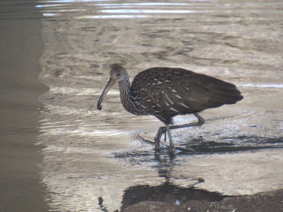 Limpkin - ML618322243