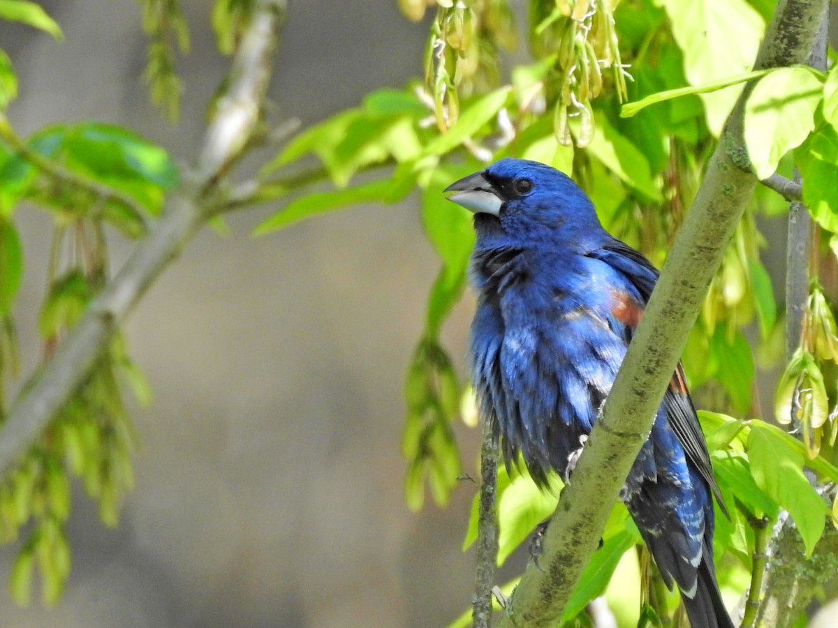 Blue Grosbeak - ML618322252