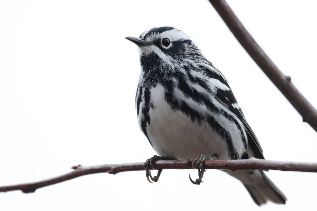Black-and-white Warbler - ML618322261