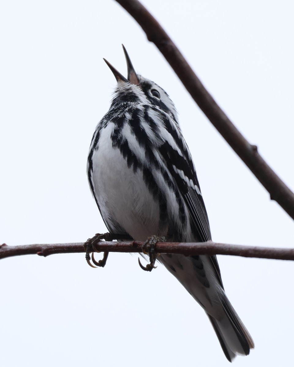 Black-and-white Warbler - ML618322262