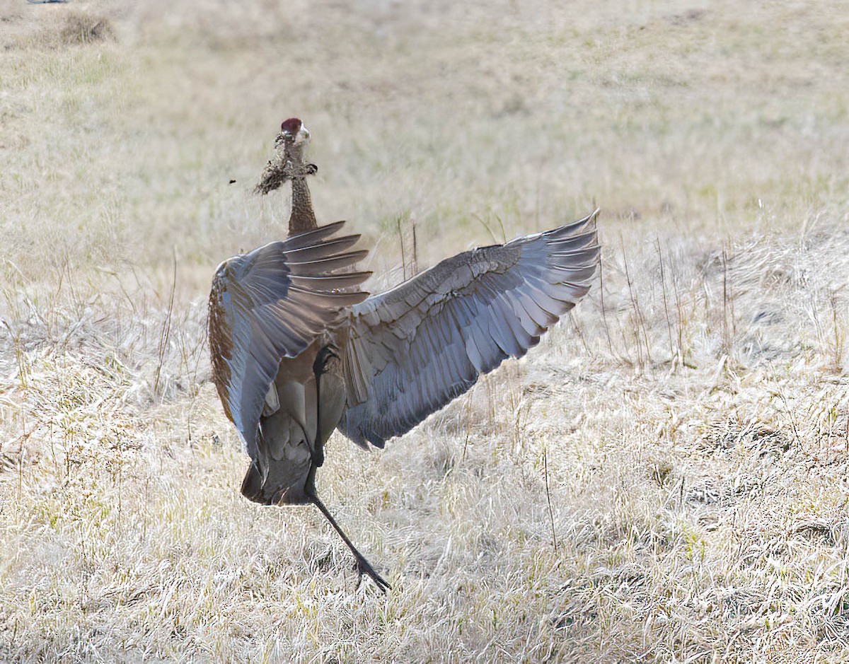 Sandhill Crane - Glenn Dreger