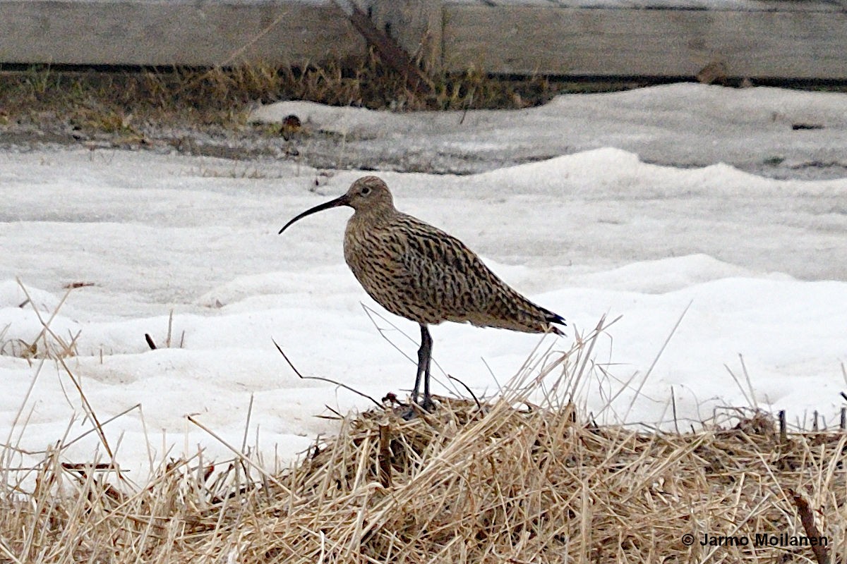 Eurasian Curlew - Jarmo Moilanen