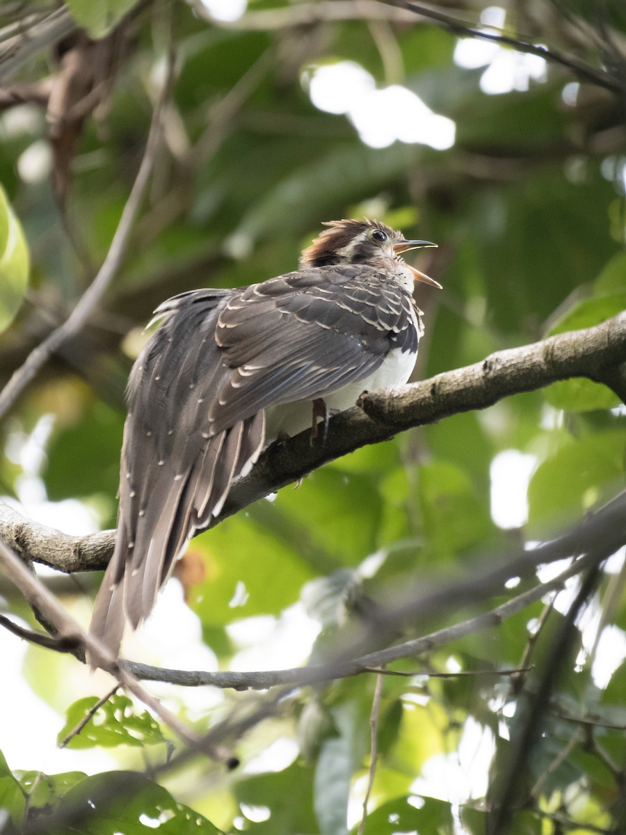 Pheasant Cuckoo - ML618322340