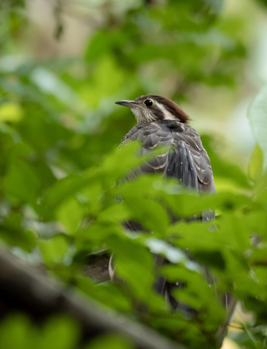 Pheasant Cuckoo - ML618322357