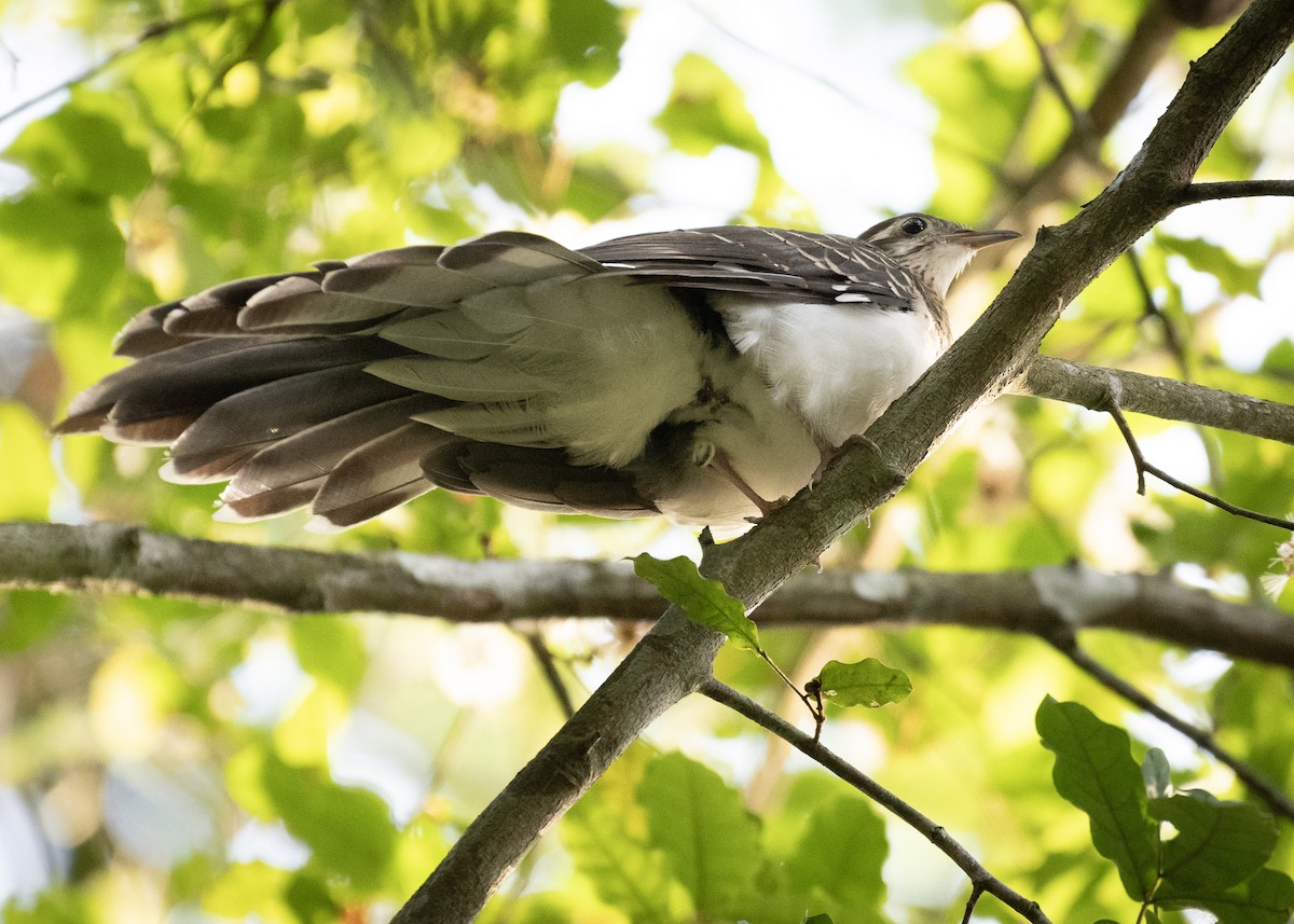 Pheasant Cuckoo - ML618322358