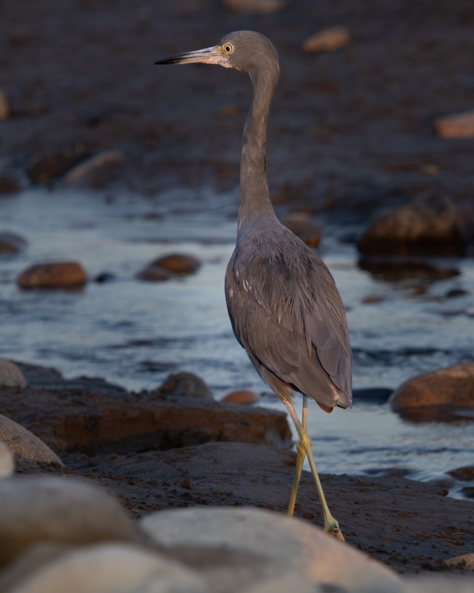 Little Blue Heron - ML618322387