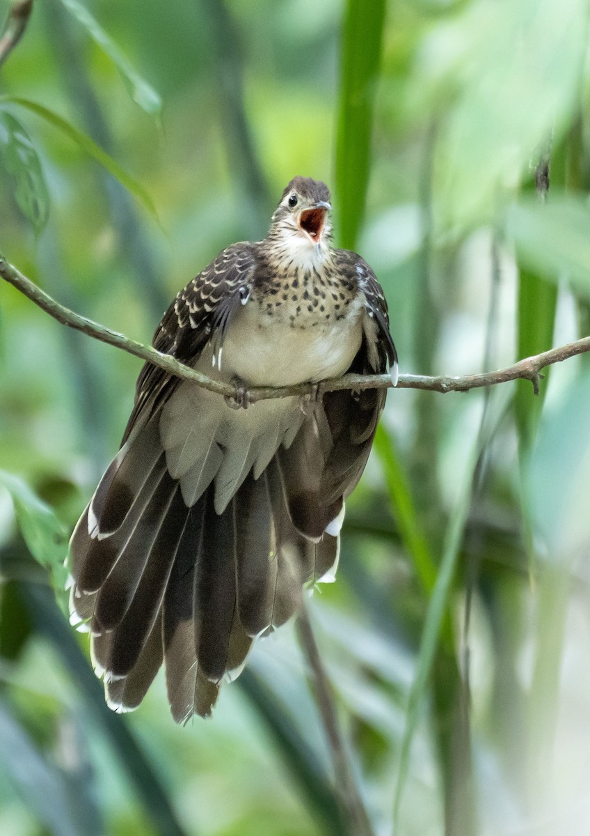 Pheasant Cuckoo - Gustavo Rojas