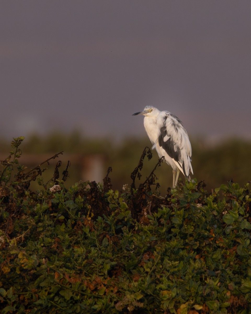 Little Blue Heron - ML618322395