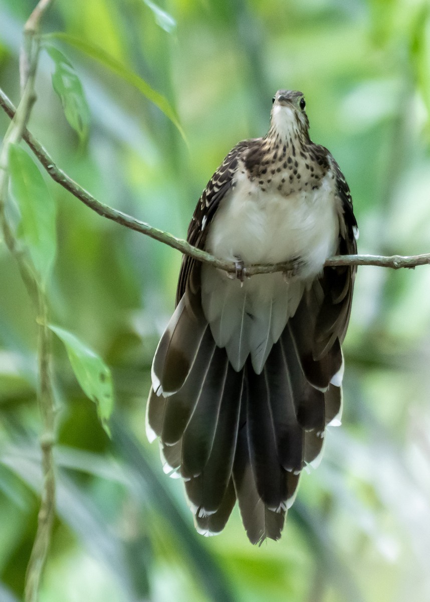 Pheasant Cuckoo - Gustavo Rojas