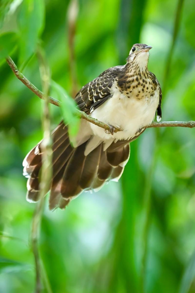 Cuclillo Faisán - ML618322397