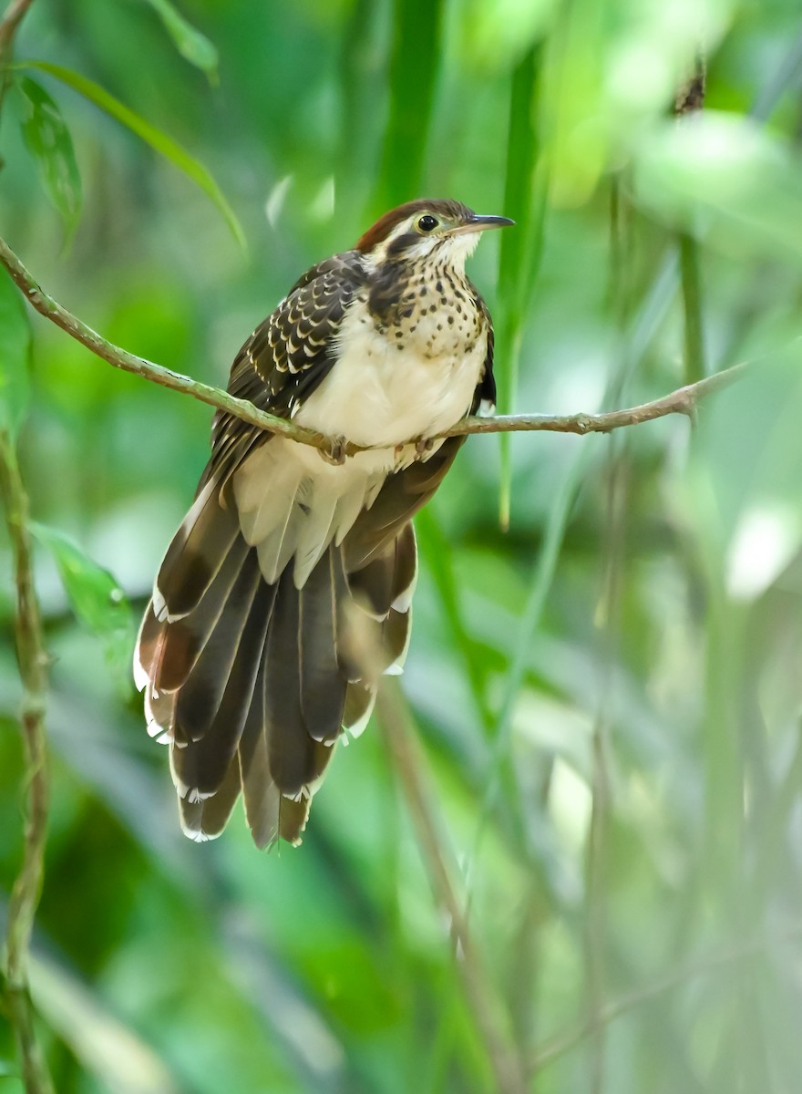 Pheasant Cuckoo - ML618322399