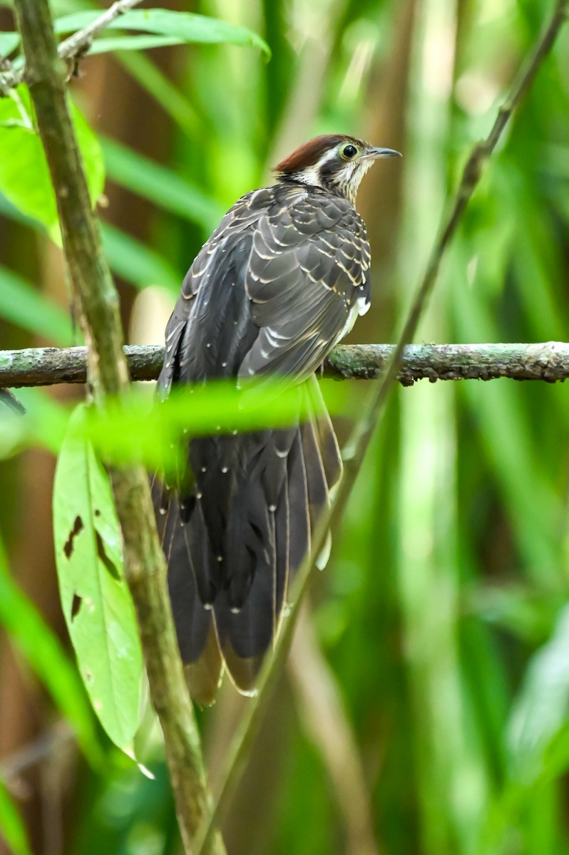 Cuclillo Faisán - ML618322400