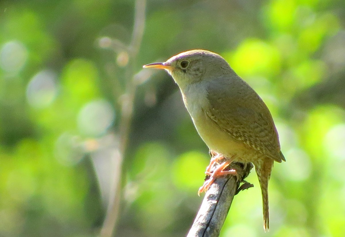 House Wren - ML618322403