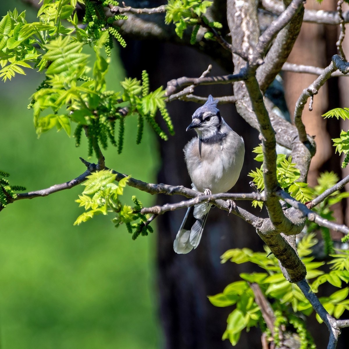 Blue Jay - Jim Easton