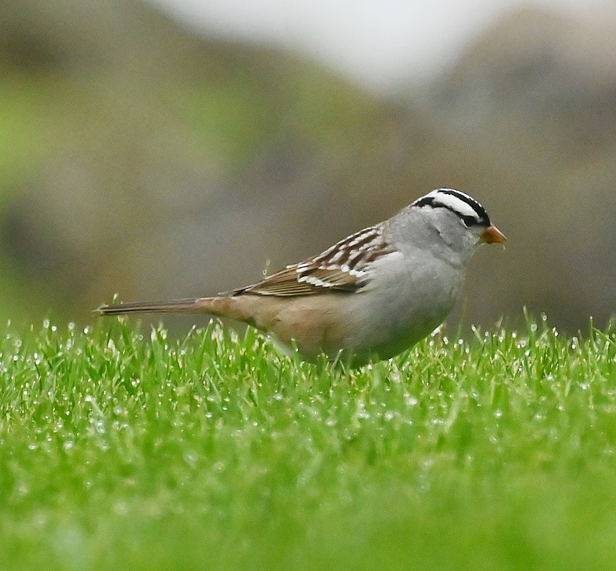 Bruant à couronne blanche - ML618322470