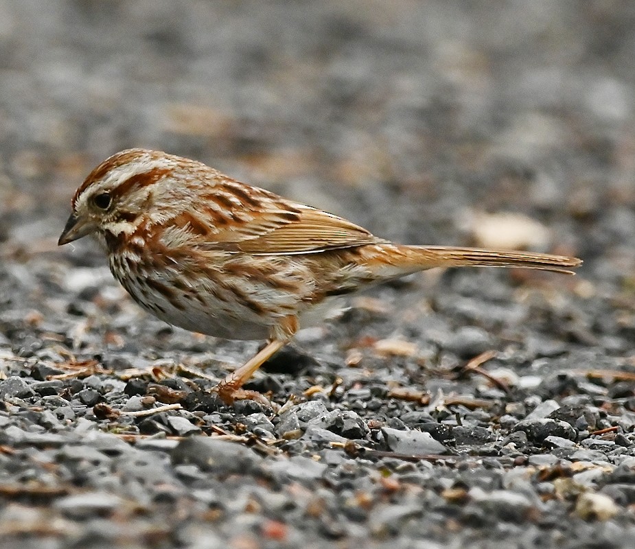 Song Sparrow - Regis Fortin