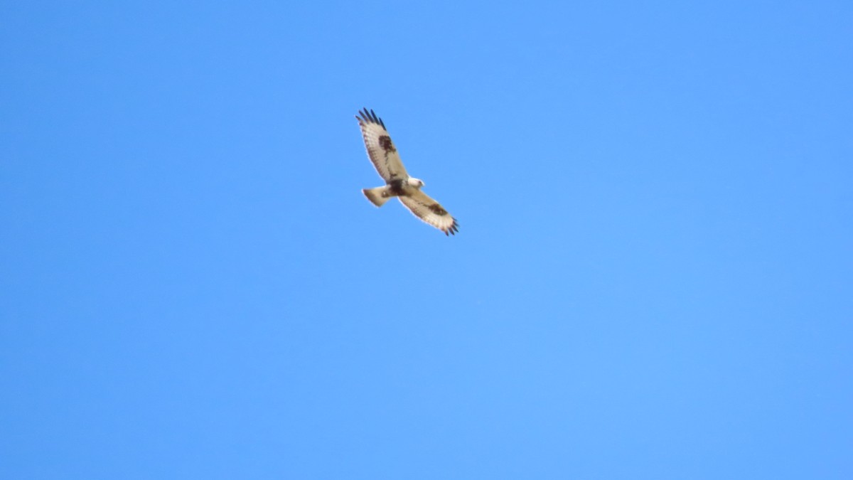 Rough-legged Hawk - ML618322509