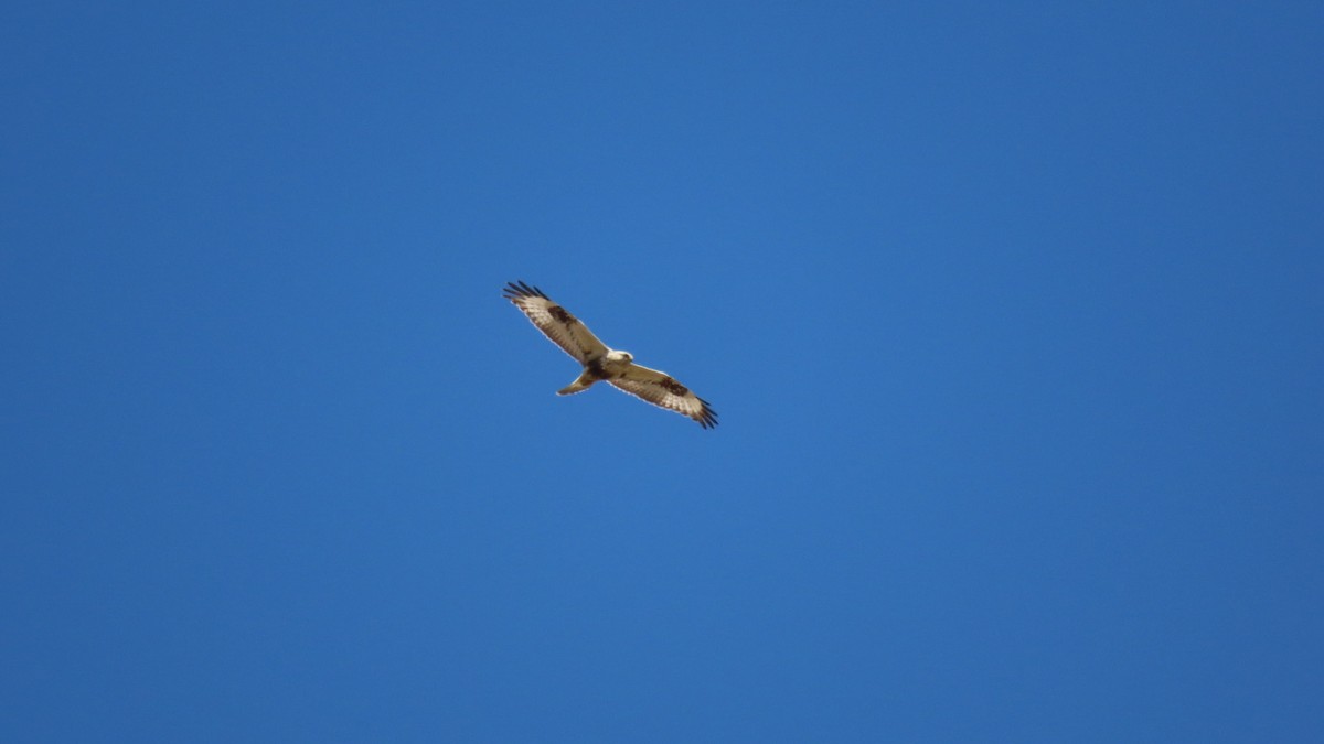 Rough-legged Hawk - ML618322515