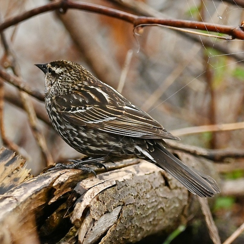 Red-winged Blackbird - Regis Fortin