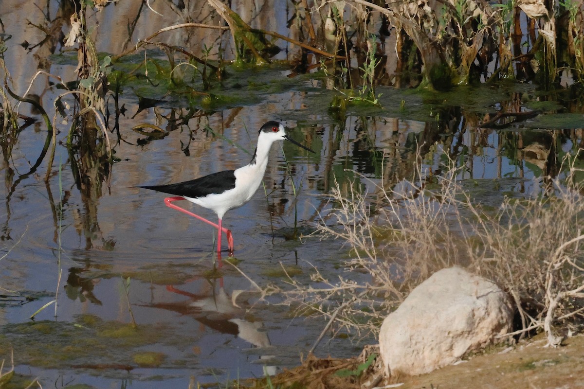 Black-winged Stilt - Martin Hosier