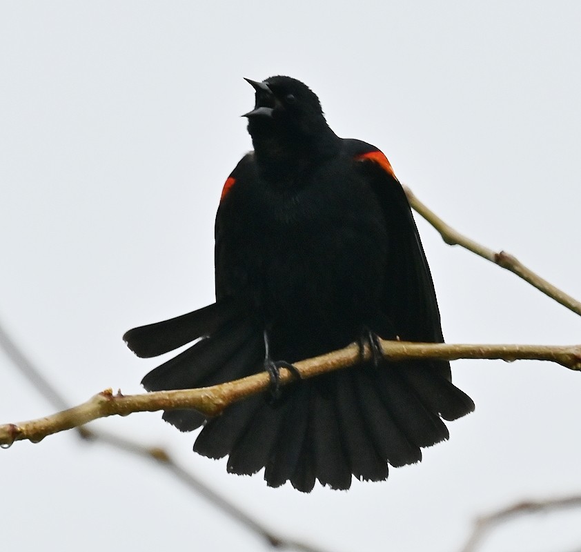 Red-winged Blackbird - Regis Fortin