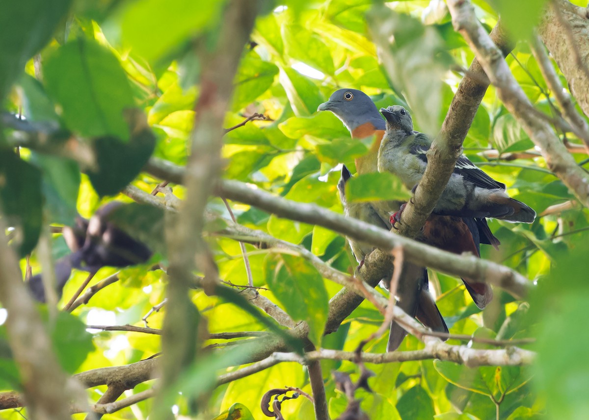 Little Green-Pigeon - Ayuwat Jearwattanakanok