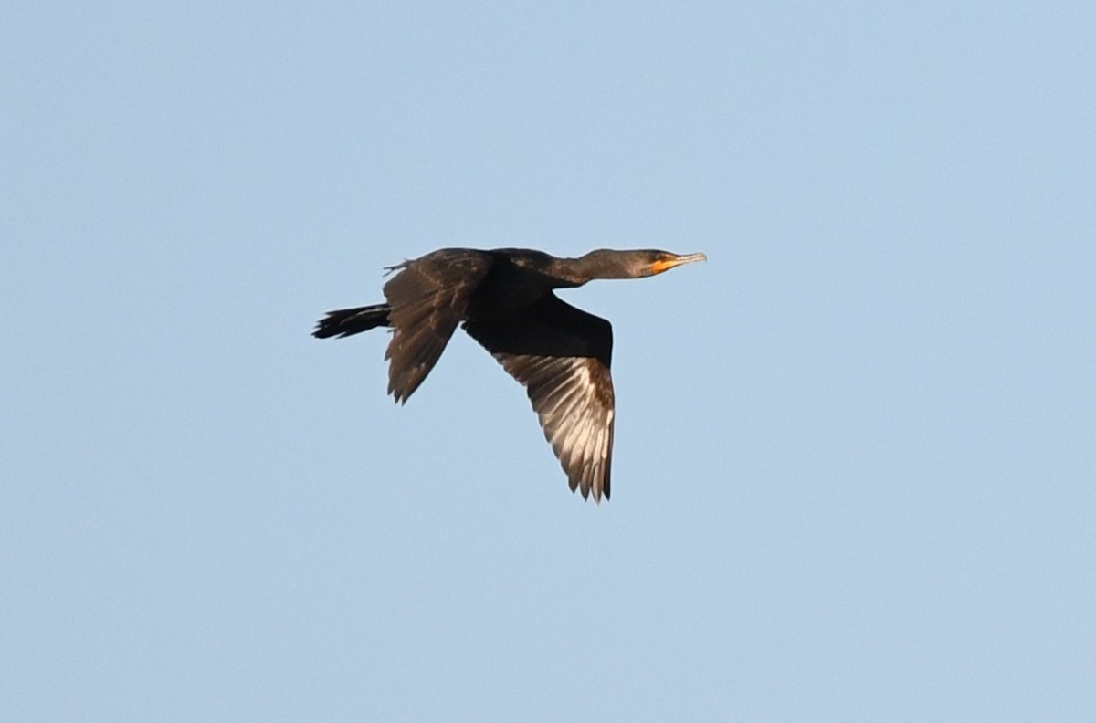 Double-crested Cormorant - ML618322554