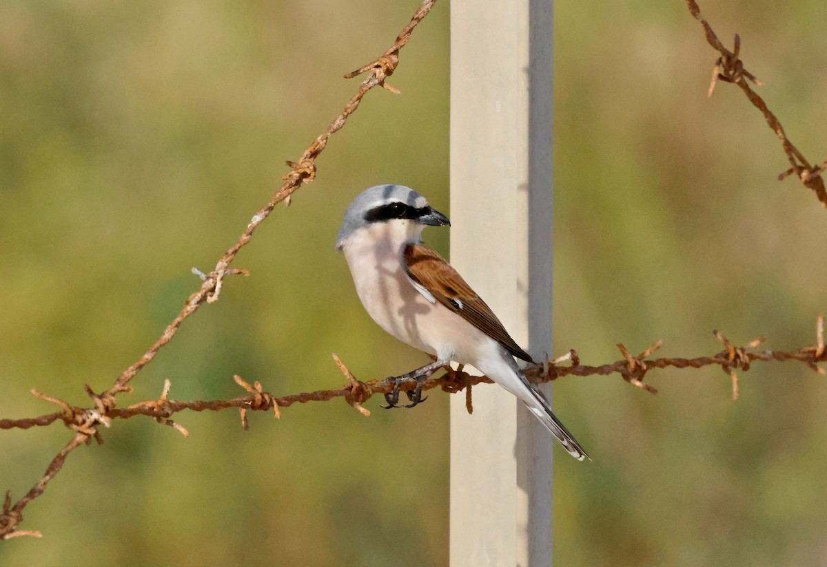 Red-backed Shrike - ML618322557