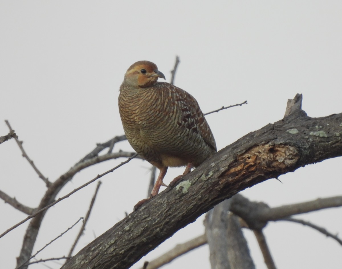 Gray Francolin - ML618322569